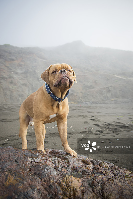 海滩岩层上的法国獒犬图片素材