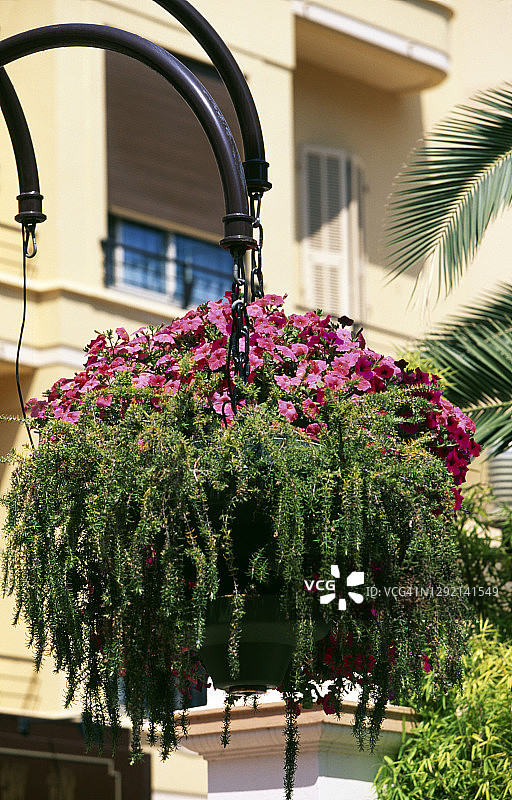 蒙特卡洛的鲜花图片素材