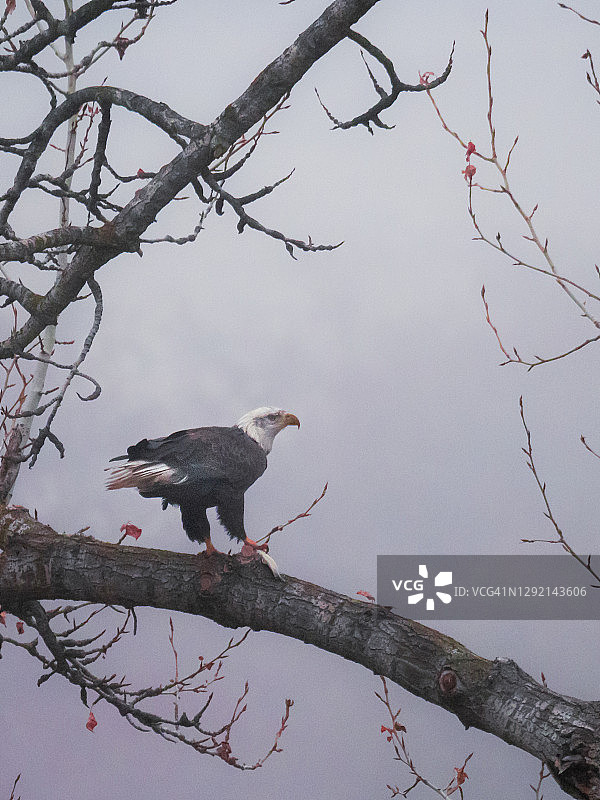 捕鱼的白头海雕图片素材