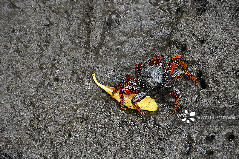 红树林中的螃蟹图片素材