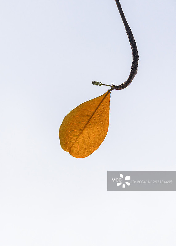树枝上最后的黄色树叶图片素材