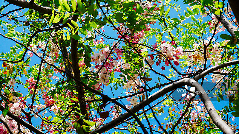 旱季的樱花图片素材