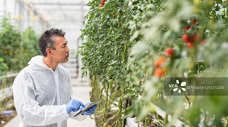 科学家在水培番茄农场做笔记图片素材