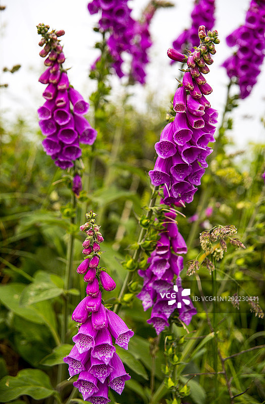 树篱中的毛地黄图片素材