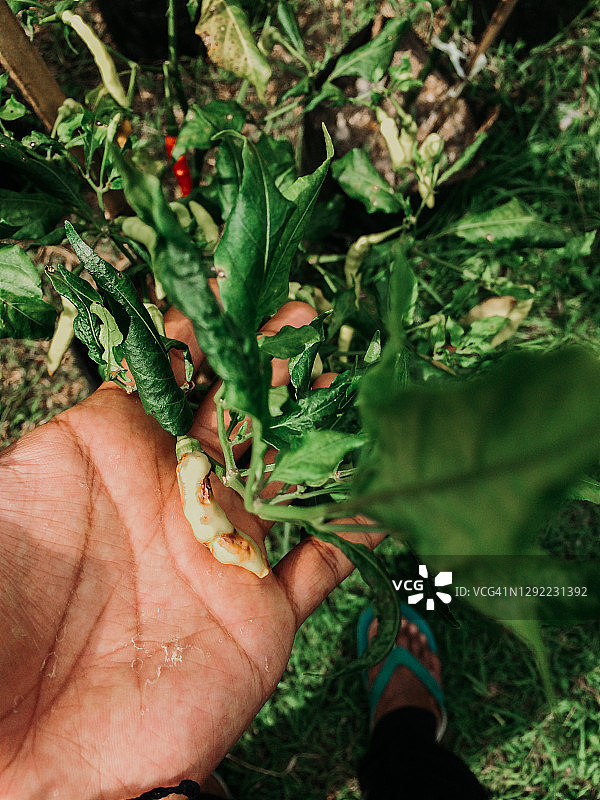 花园里的有机辣椒图片素材