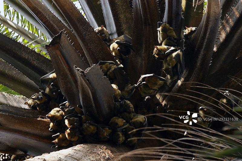 栖息在棕榈树上的果蝠图片素材