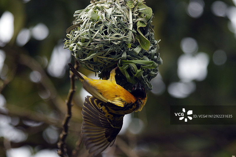 黑头织布鸟图片素材