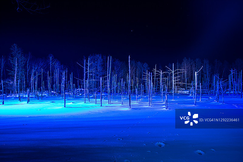 雪夜中的树图片素材