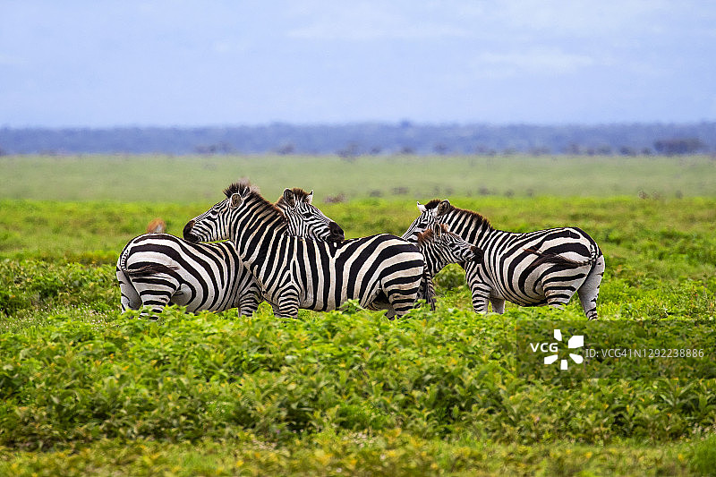 雨中的斑马图片素材