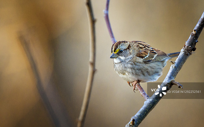 宾夕法尼亚州奥杜邦的金色背景上的美丽白喉麻雀图片素材