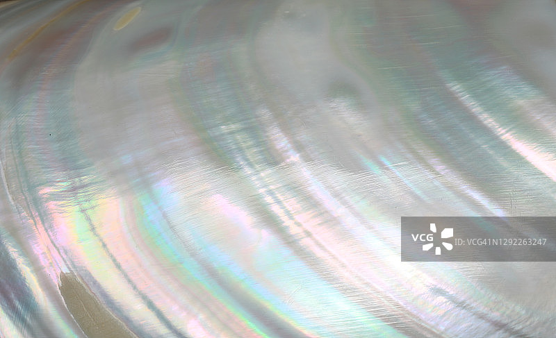 珍珠母贝，全画幅图片素材