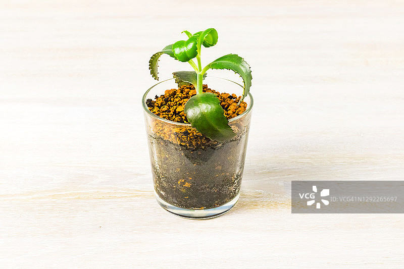 伽蓝菜：家居装饰盆栽，玻璃花盆中图片素材