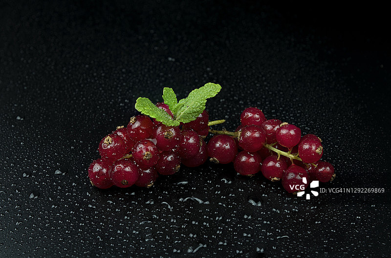 黑背景上的带水珠红醋栗图片素材