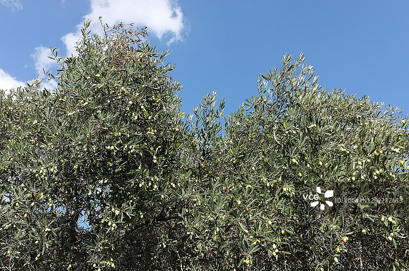 耶路撒冷的绿色橄榄树，和平的象征图片素材