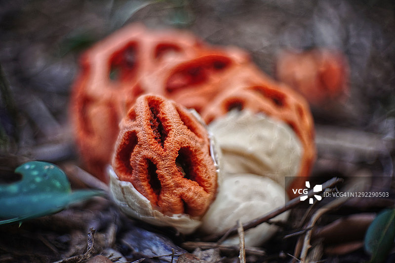 红笼头菌图片素材