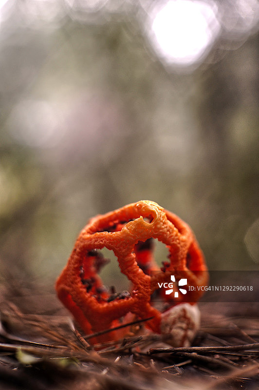 红笼头菌图片素材