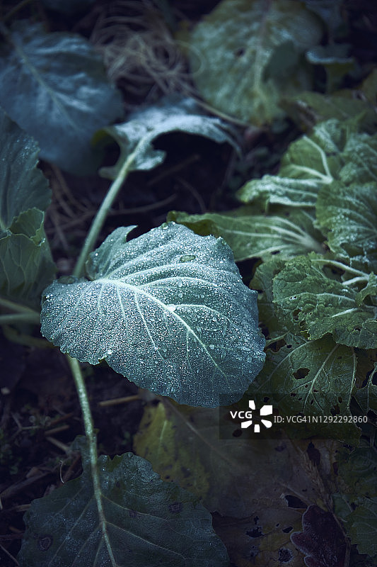 花园中自然栽培的冬季卷心菜图片素材