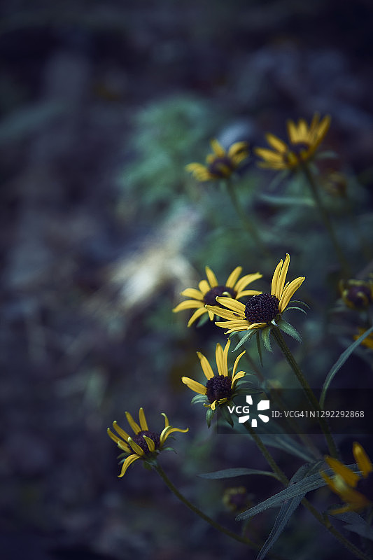 冬季花园中最后的鲜花特写图片素材