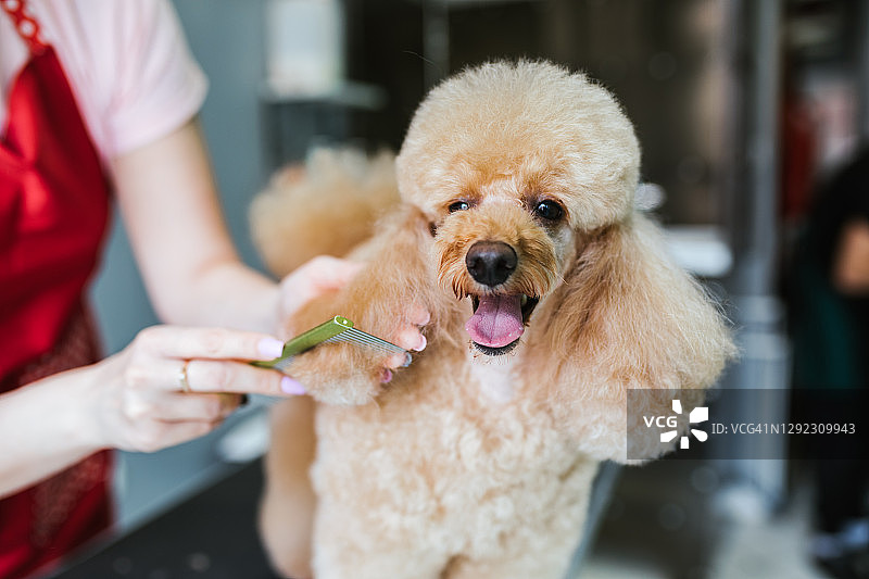 贵宾犬美容图片素材