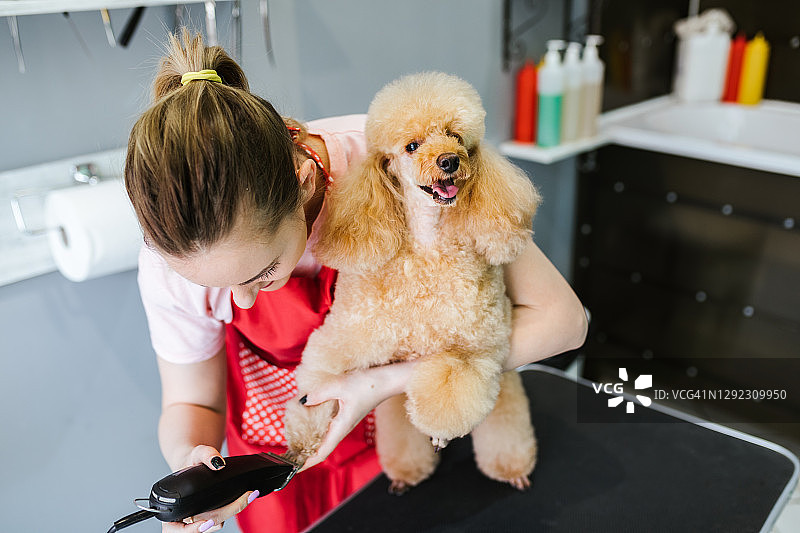 贵宾犬美容图片素材