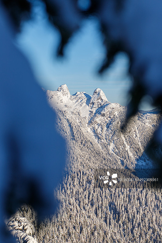 温哥华雪地中的狮子图片素材