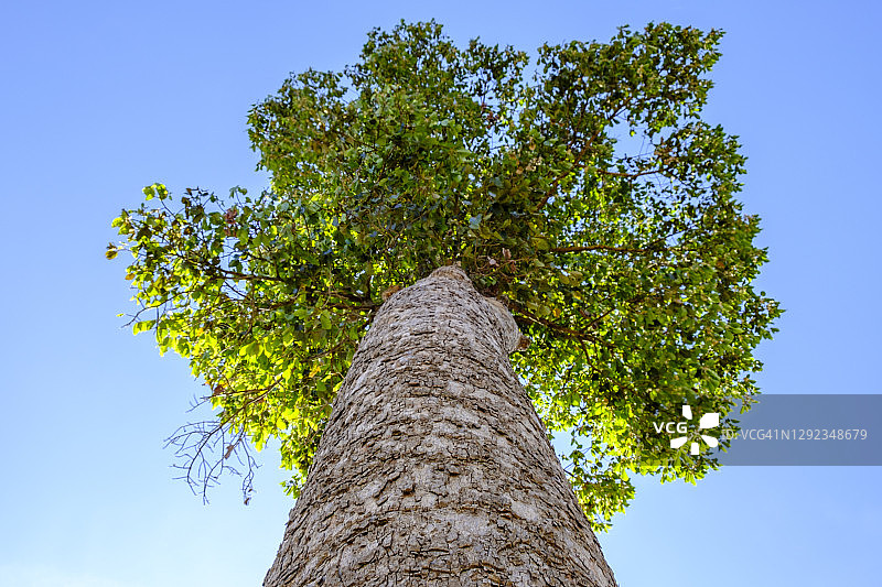 仰视大龙脑香树图片素材