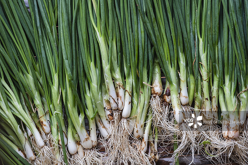 带根的绿色葱特写镜头图片素材
