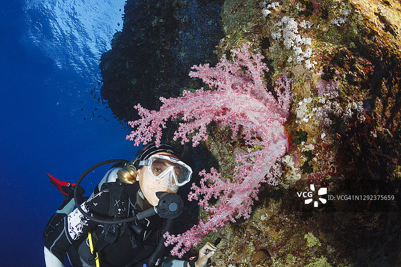 带刺的玫瑰棘穗软珊瑚 - 树珊瑚，粉色软珊瑚，海底生物，珊瑚礁，水下照片。水肺潜水员视角。背景中是女性水肺潜水员。图片素材