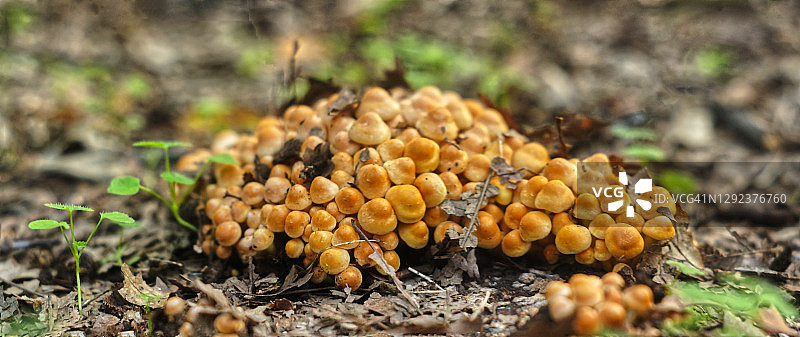 蜜环菌蘑菇图片素材