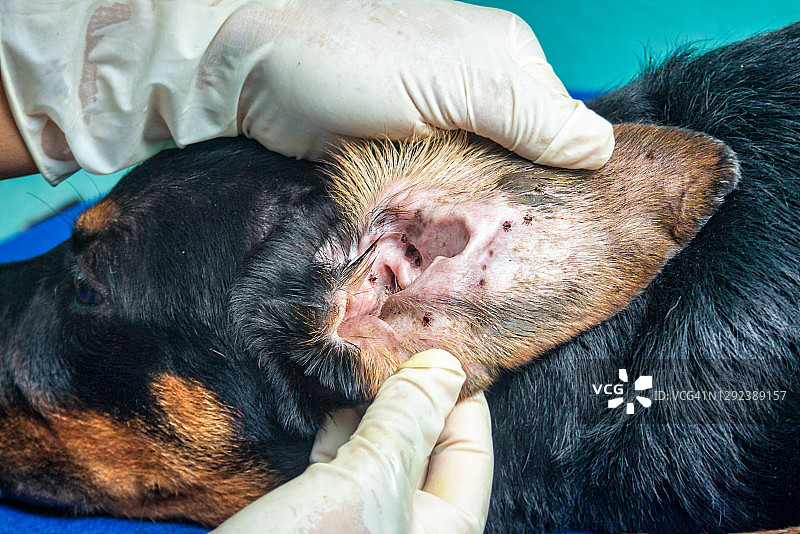 狗耳朵里的蜱虫图片素材