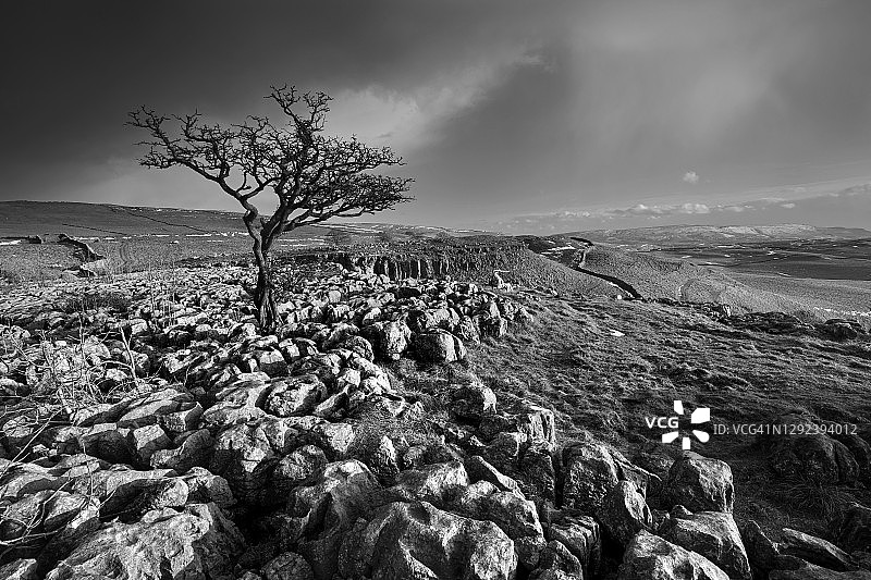 孤独的树生长在约克郡河谷康尼斯通村附近的石灰岩路面上，英国图片素材