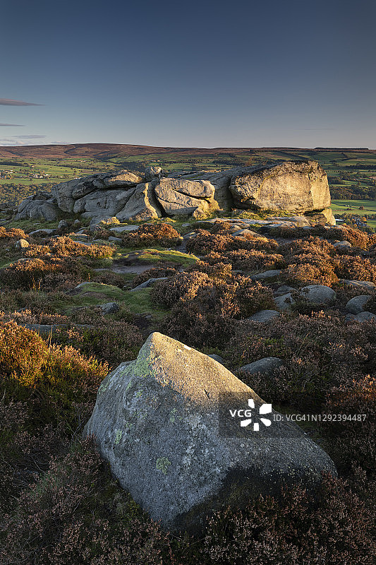 英国西约克郡伊尔克利沼泽牛犊岩石图片素材