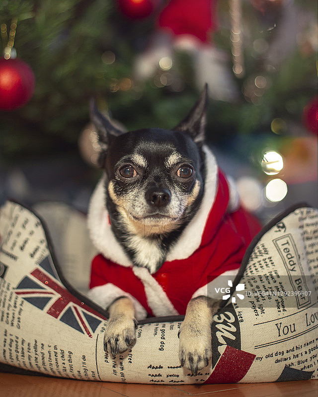 圣诞狗狗图片素材