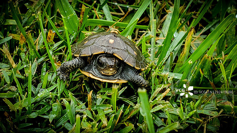 小乌龟图片素材
