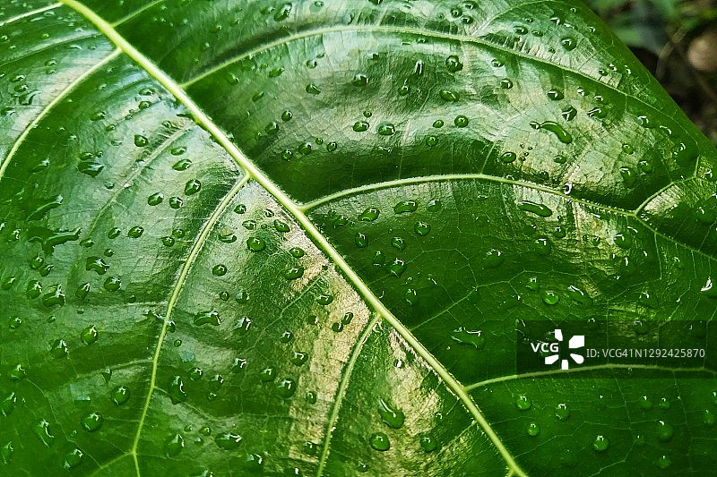 绿叶上的露珠图片素材