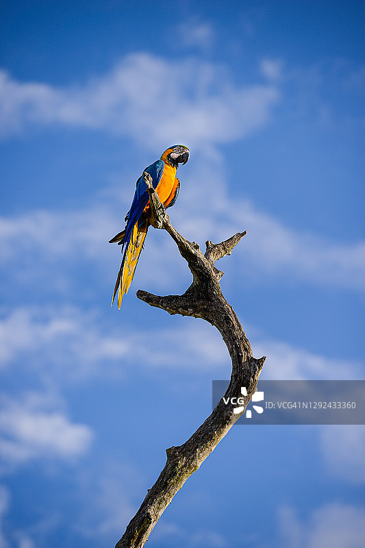 蓝黄金刚鹦鹉图片素材