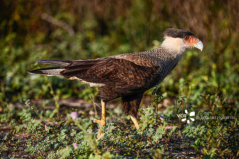 行走的美洲卡拉鹰图片素材