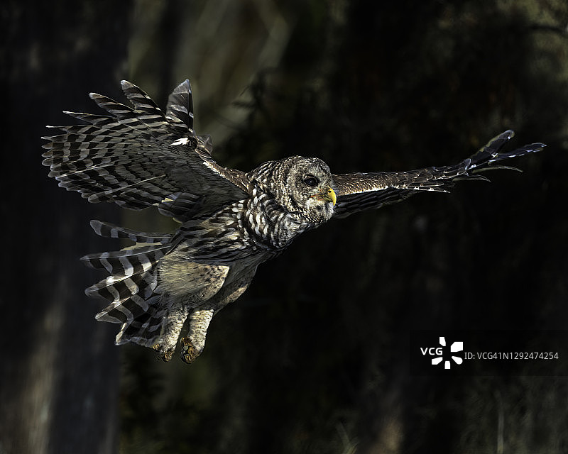 飞翔的横斑林鸮图片素材