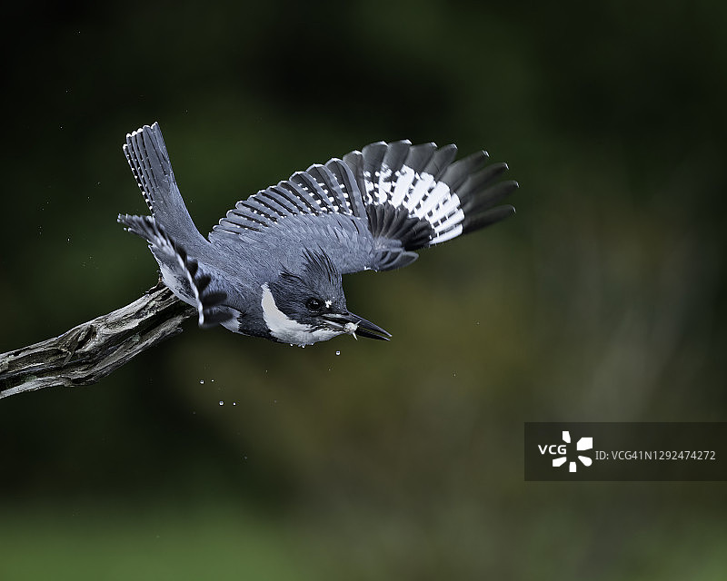戴胜翠鸟潜水捕食鲦鱼图片素材