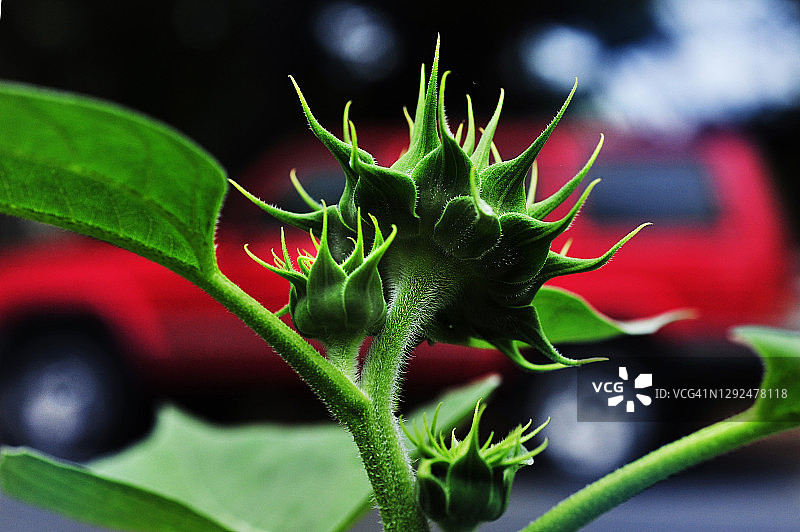 红色卡车向日葵图片素材