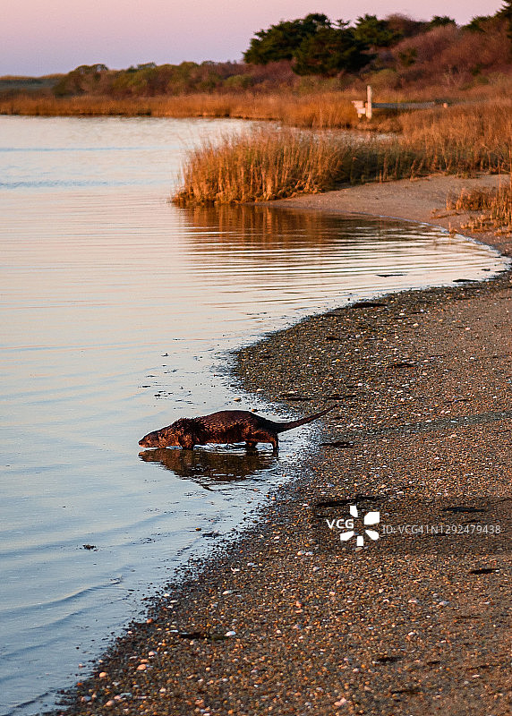 2020年11月下旬，一只海獭进入马萨诸塞州埃德加敦的卡塔马湾图片素材