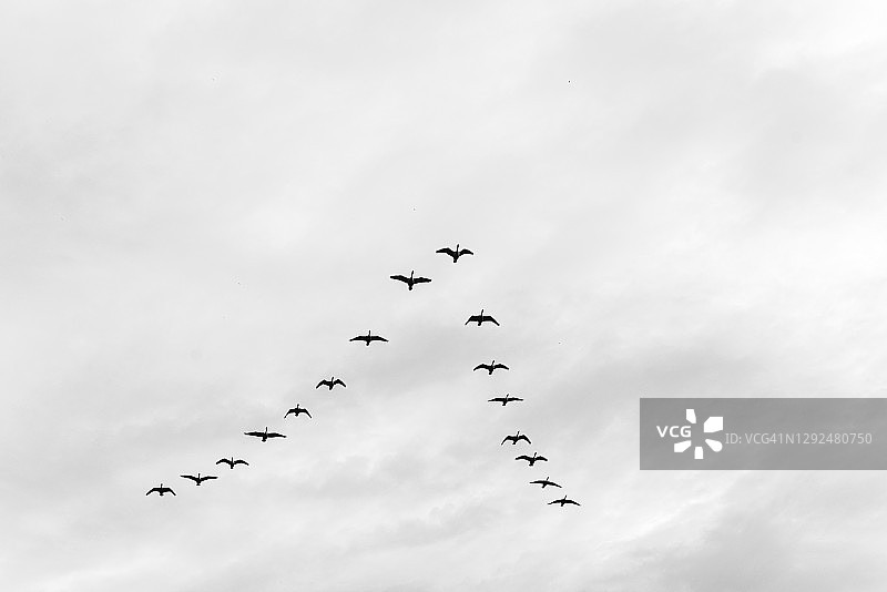 一群鹅以V字队形向南飞图片素材