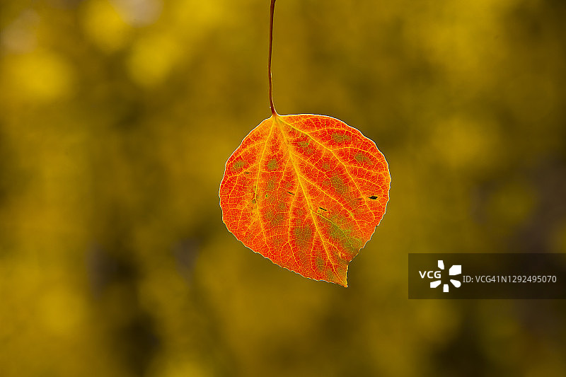 红色树叶图片素材