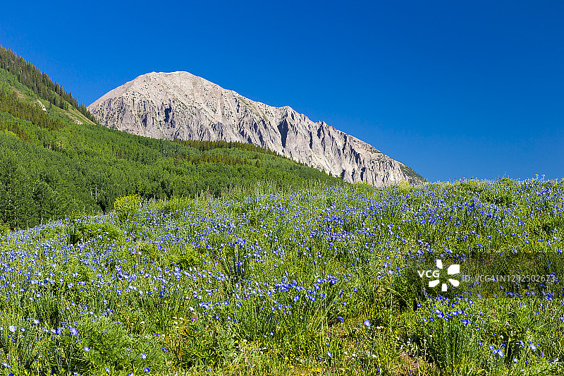 科罗拉多州的野花图片素材