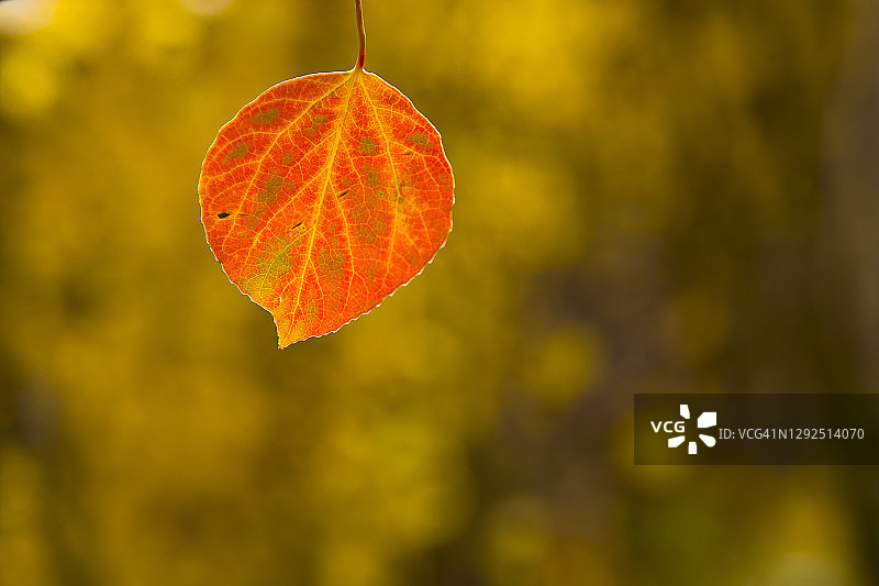 红色树叶图片素材