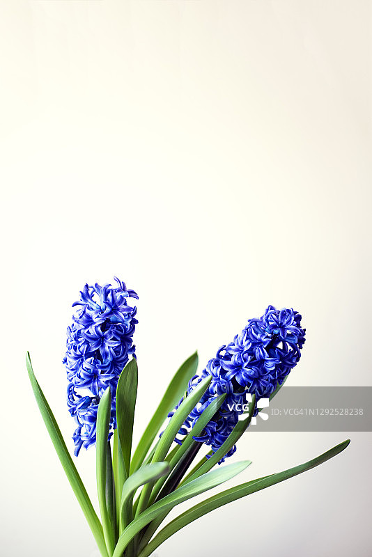 黄色背景上的两株蓝色大风信子图片素材