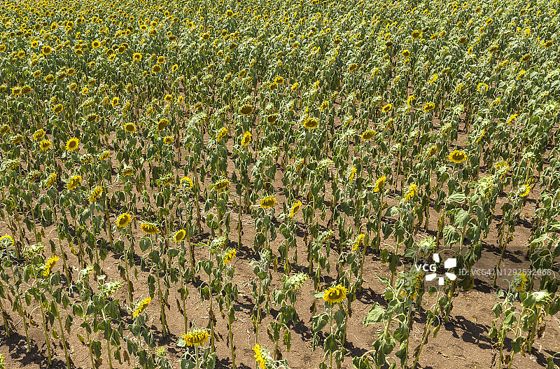 无人机航拍：收割在即的向日葵田图片素材
