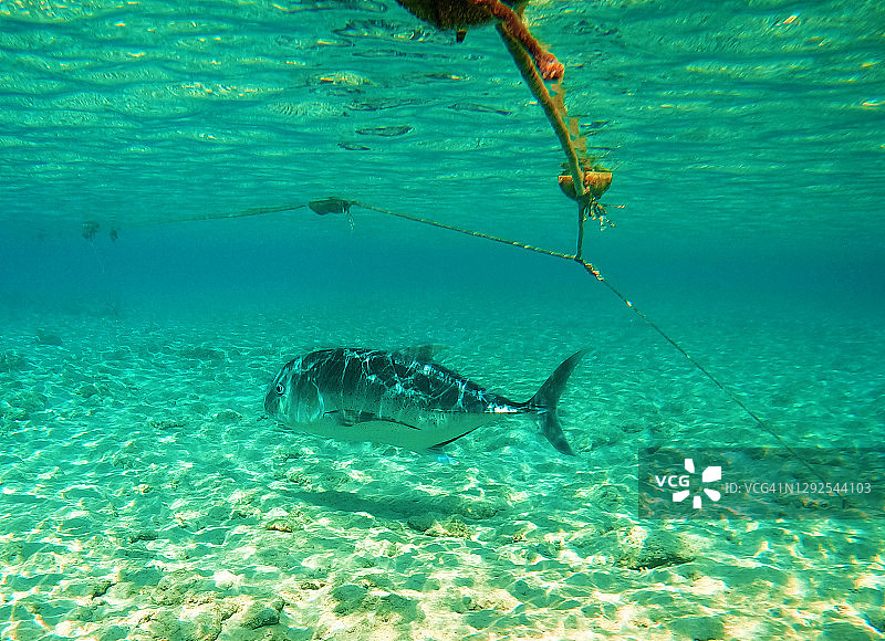 埃及红海的金枪鱼水下野生世界图片素材