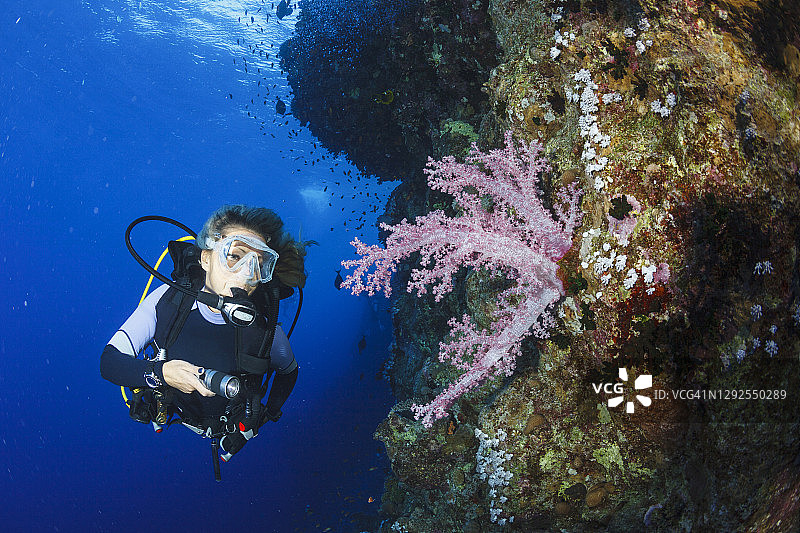 带刺的玫瑰棘穗软珊瑚 - 树珊瑚，粉色软珊瑚，海底生物，珊瑚礁，水下照片。水肺潜水员视角。背景中是女性水肺潜水员。图片素材