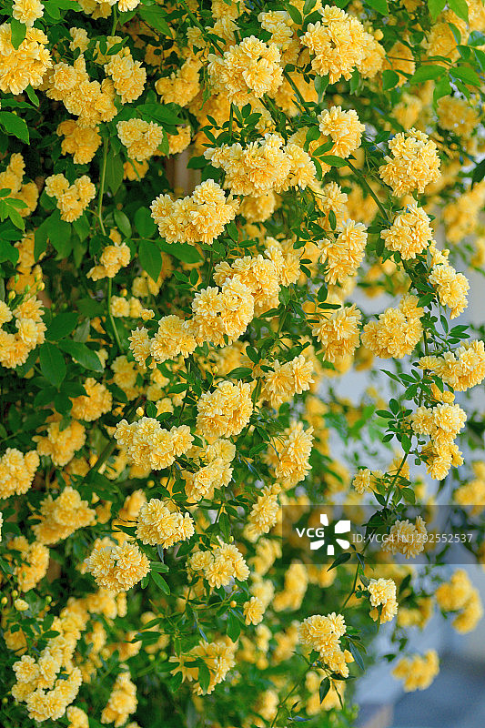 木香花图片素材